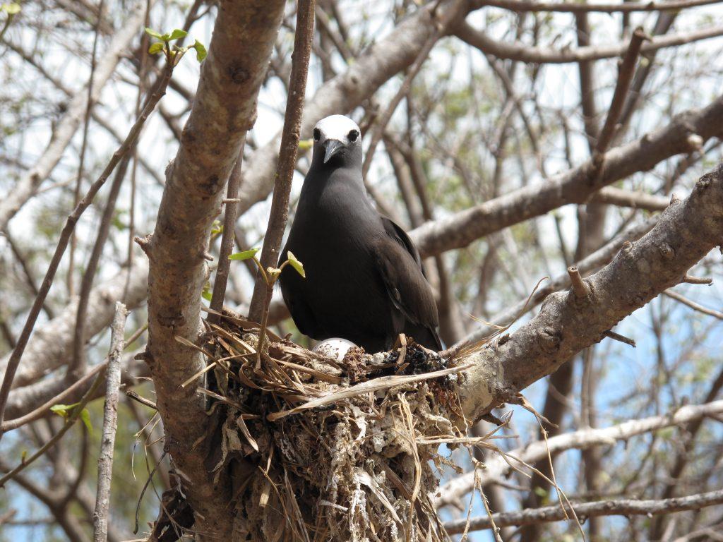 rodrigues_12_coco_island_4471