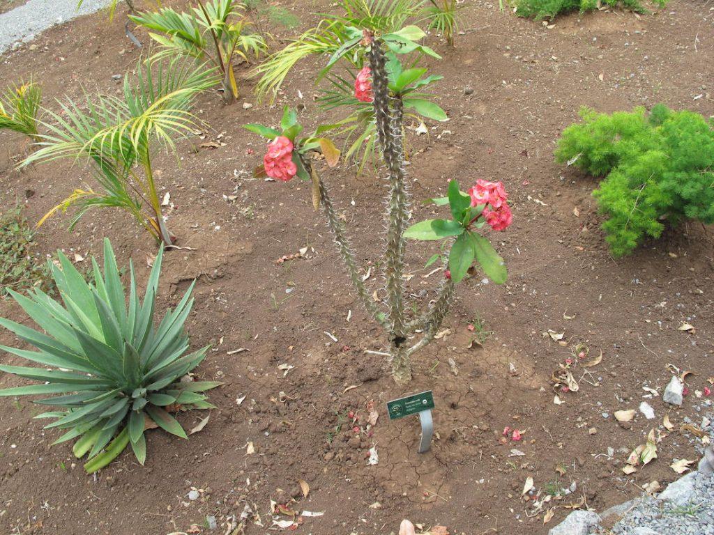 Rodrigues: Sinnliche Stunden im Botanischen Garten 25