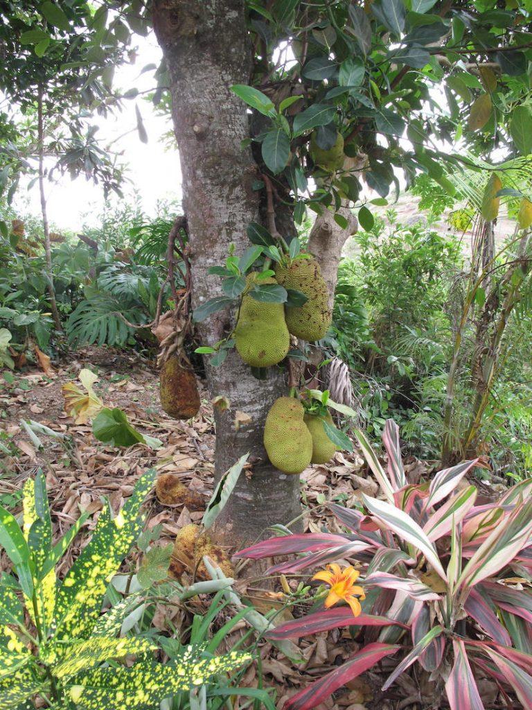 Rodrigues: Sinnliche Stunden im Botanischen Garten 28