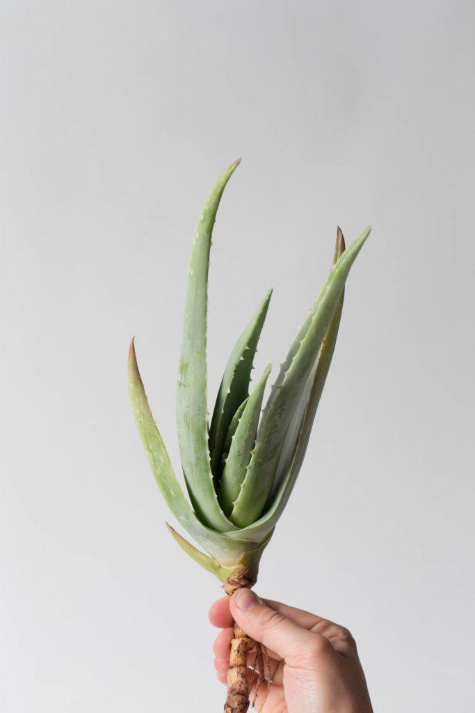 Aloe Vera Anke Sieker