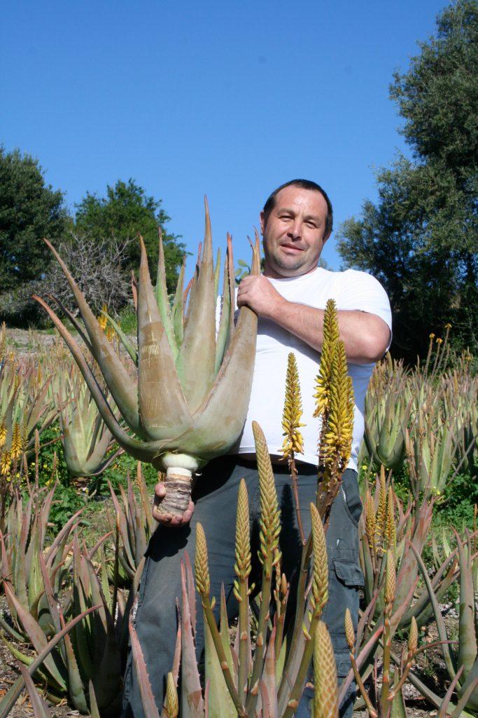 Aloe Vera Anke Sieker